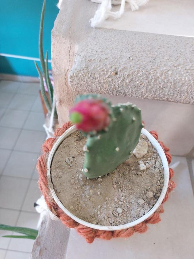 Cho Ku Rei Hostal San Jose del Cabo Ngoại thất bức ảnh