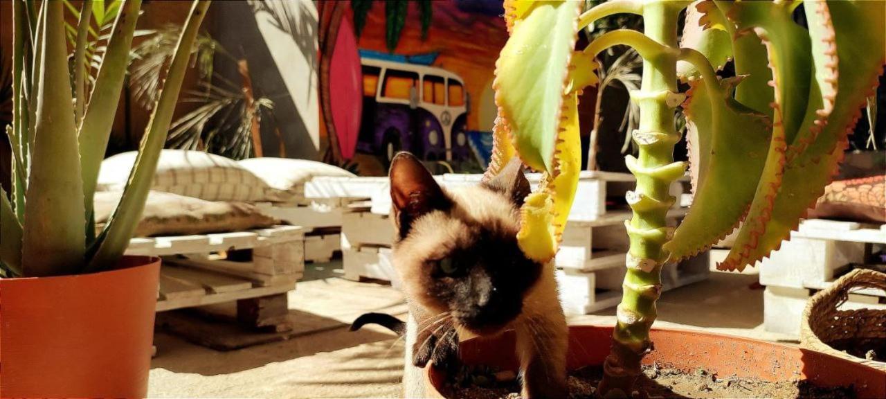 Cho Ku Rei Hostal San Jose del Cabo Ngoại thất bức ảnh